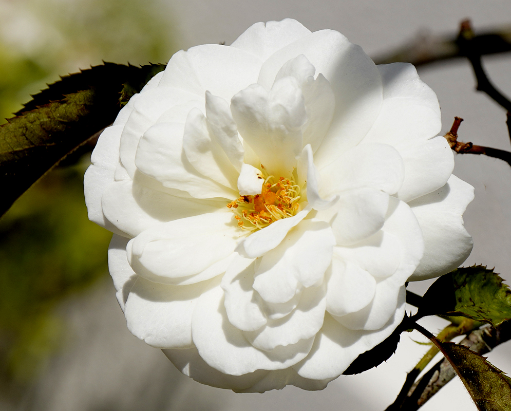 A white rose with hint of yellow in the center with brown anthers