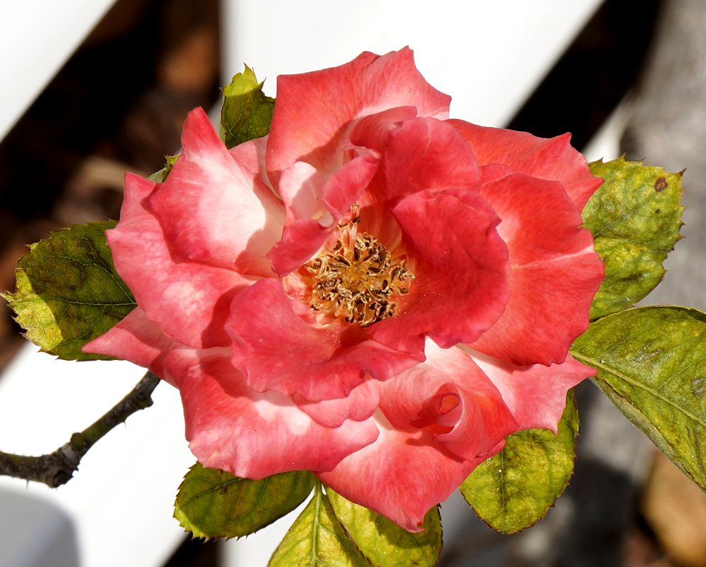 A peach-orange rose flower