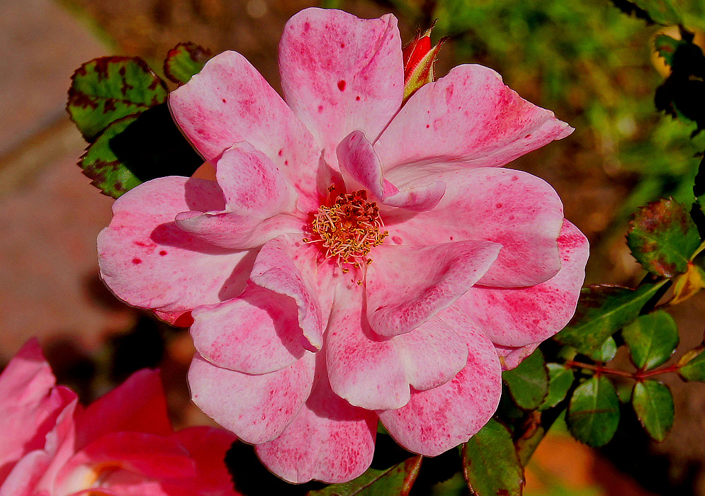 A pink rose flower with dark pink markings in sunlight