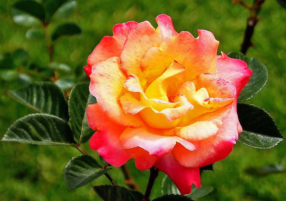 A multi-colored rose with predominately yellow in the center and rose-pink color on the outer petals