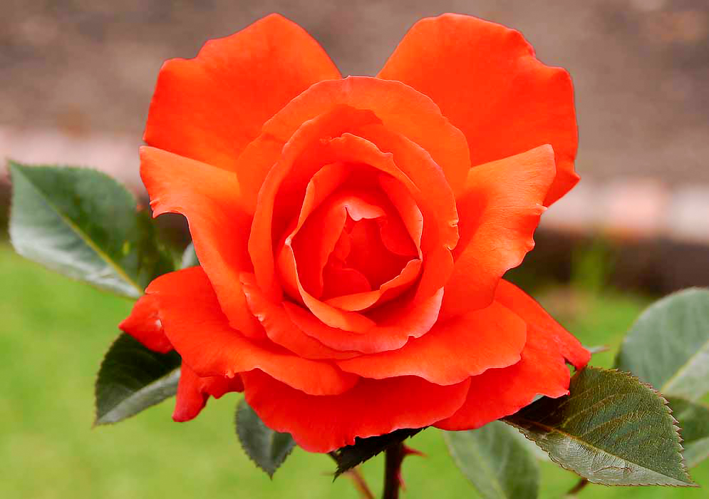A solid orange rose flower