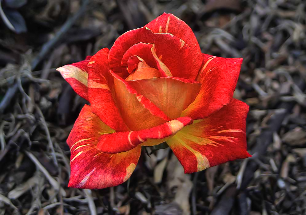 A bright multi-colored rose predominately red with strong markings of yellow and orange contrasting above brown dead vegetation