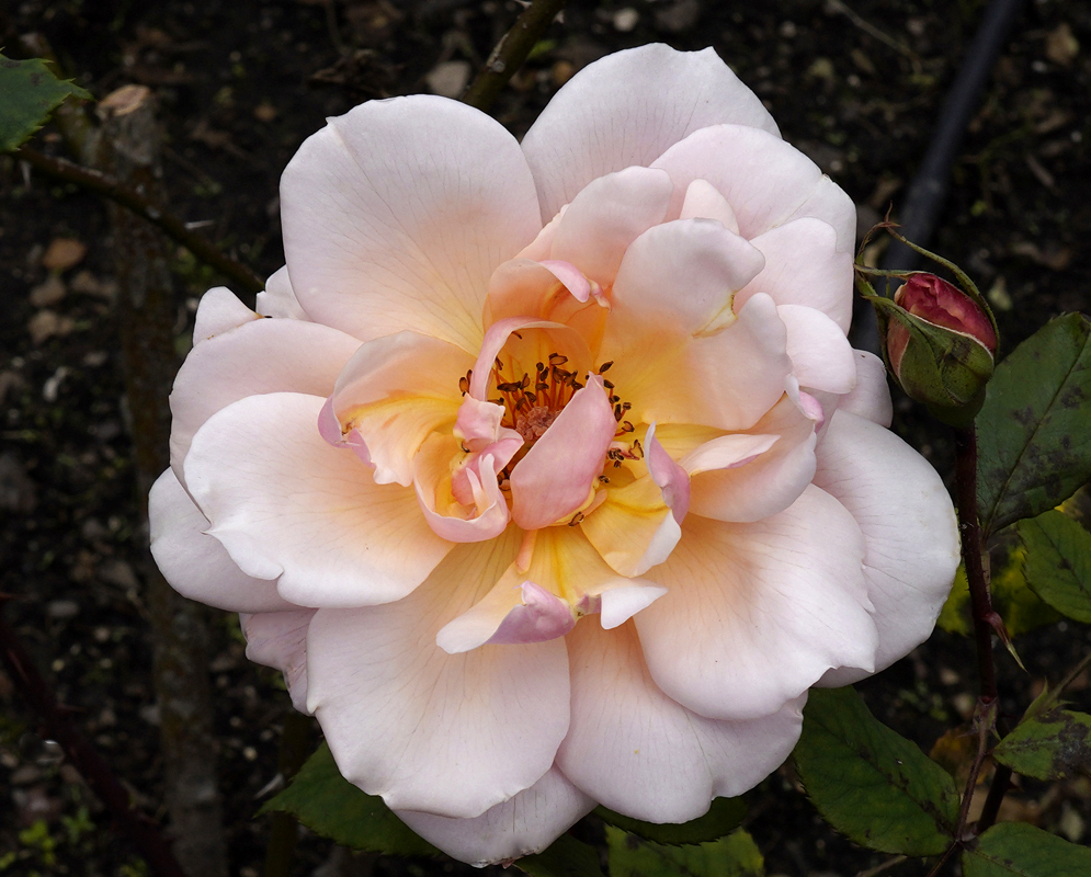 A light pink rose with a yellow center and reddish stamens