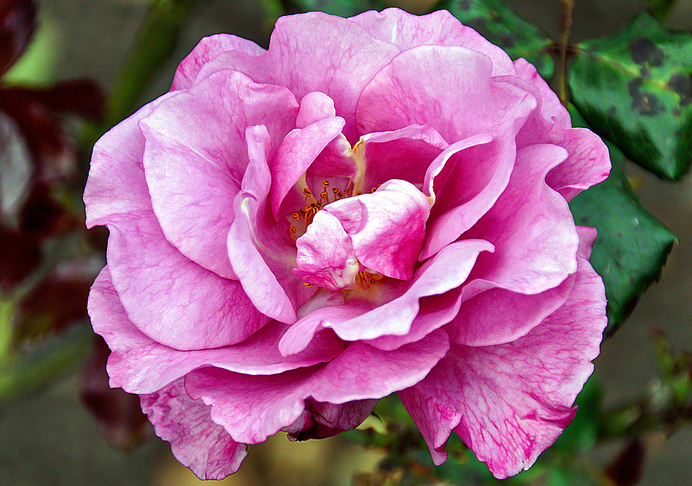 A pink rose with dark pink veins and yellow stamens