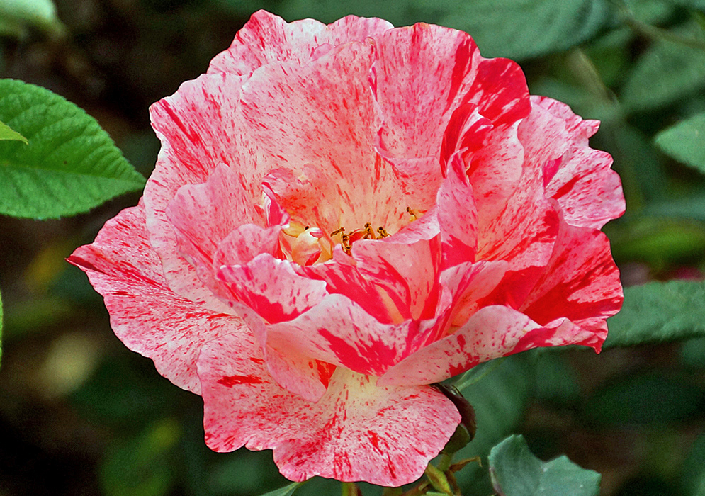 A pink rose with dark rose-colored marking