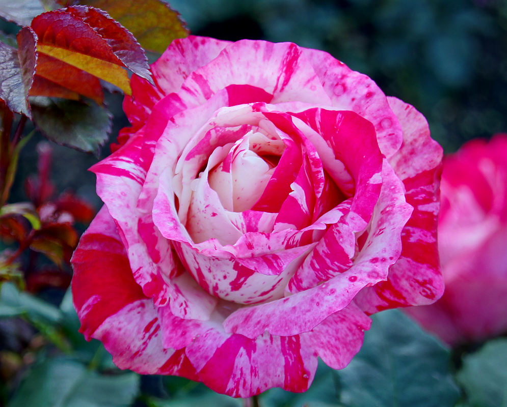 Multi-colored pink rose with white marking and new reddish leaves