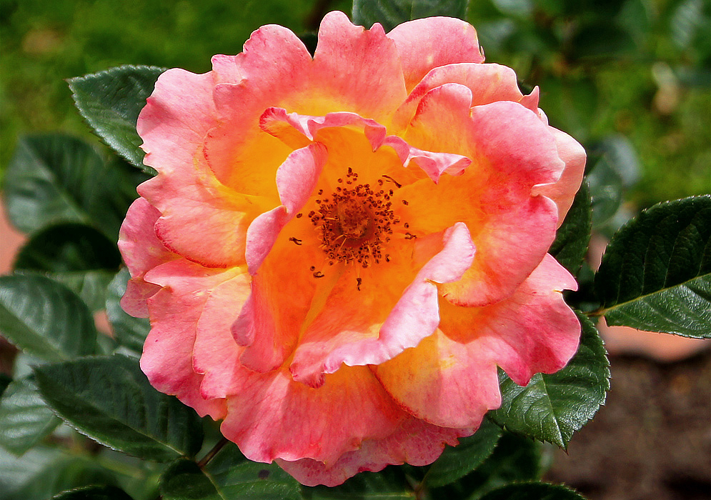 A multi-colored rose with predominately yellow in the center and pink color on the outer petals with brown anthers
