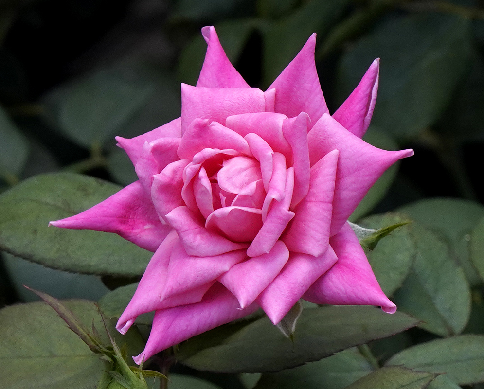 A pink rose with hints of yellow