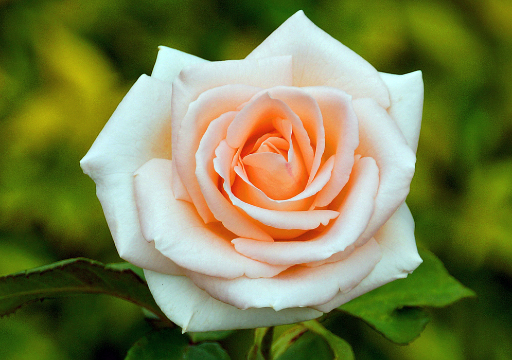 A white rose with a peach-color center