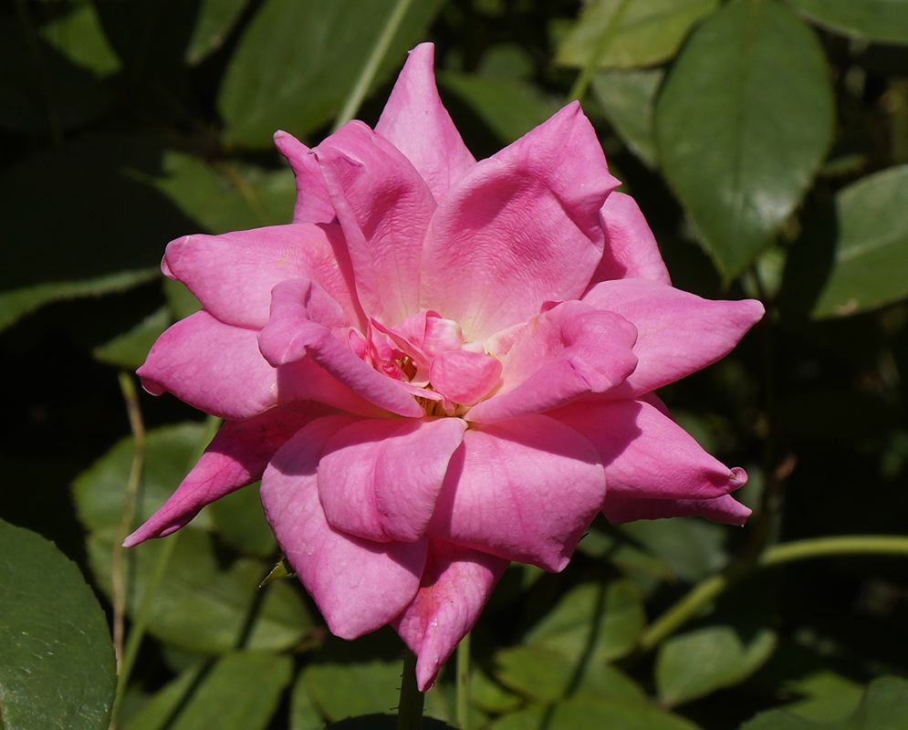A pink Rose in sunshine
