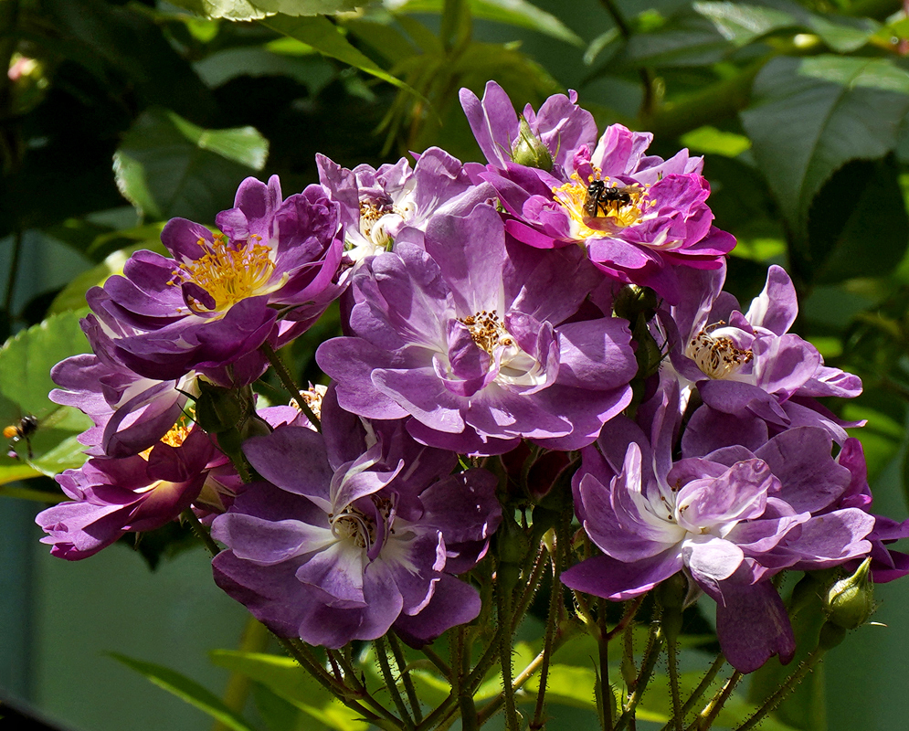 A cluster of new and old roses on a vine in colors of purple, rose, pink and yellow