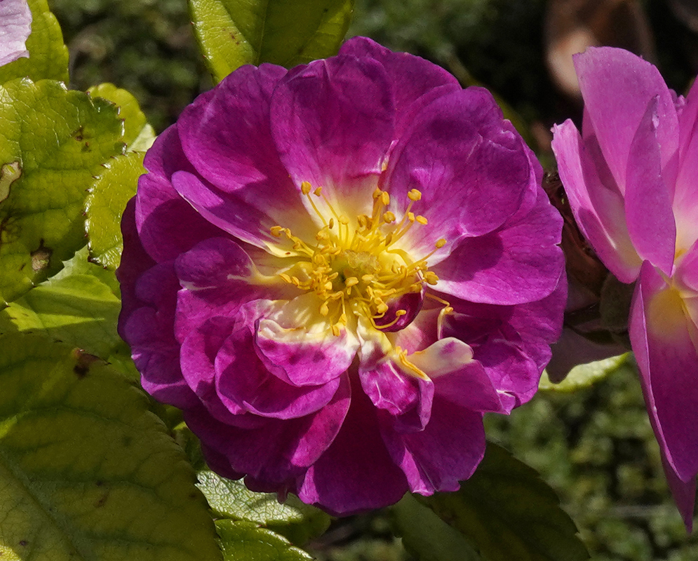 Violet-pink rose