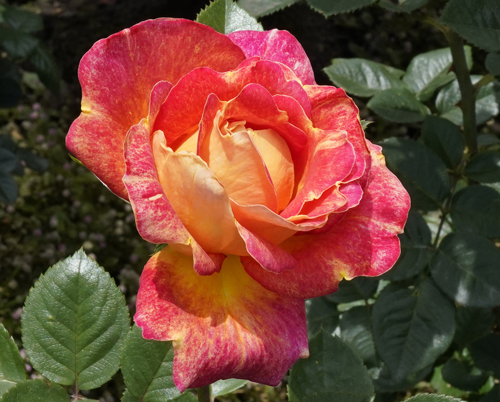 Bright orange-red rose