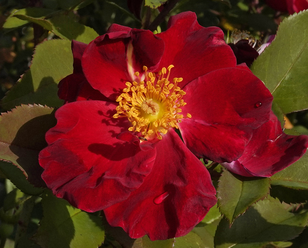 A scarlet red rose flower