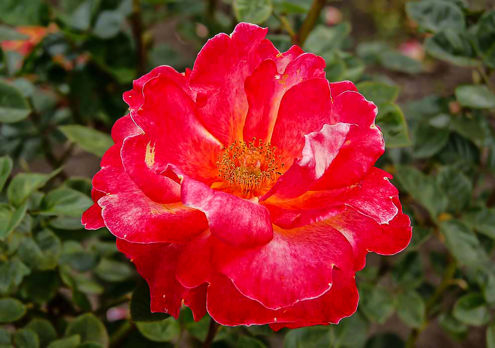 A pink and red rose with yellow stamens