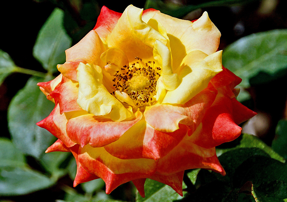 A yellow rose with brown anthers with rose color flower petal borders in sunlight