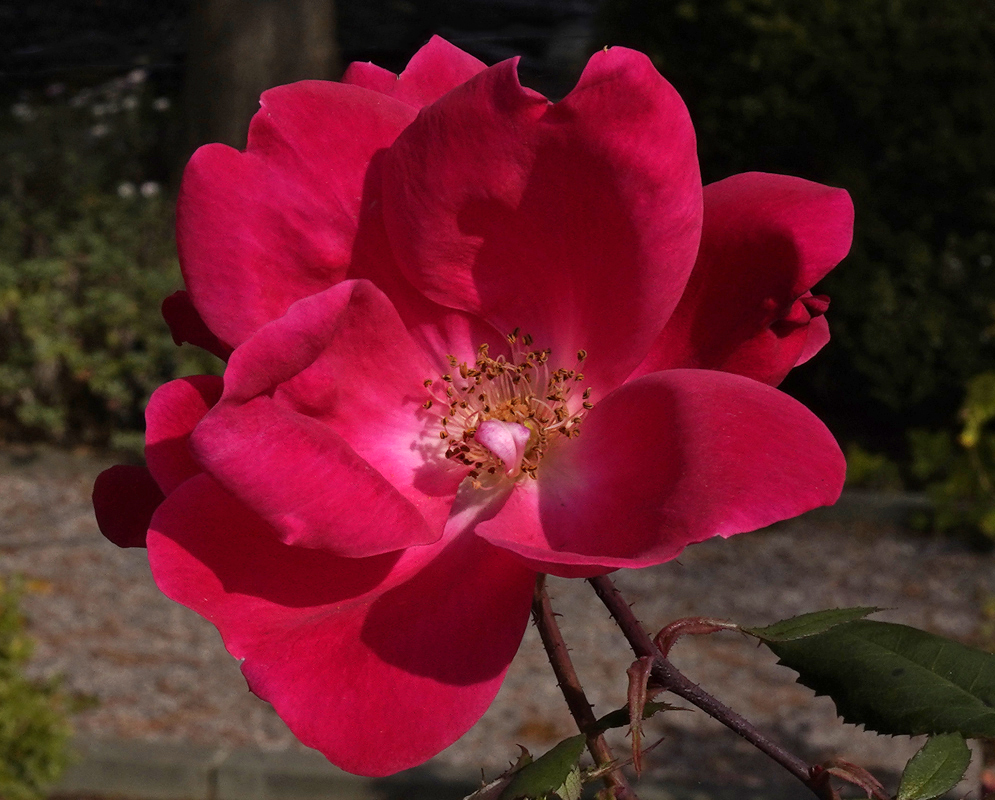 A red rose with yellow foliage in the background in sunlight
