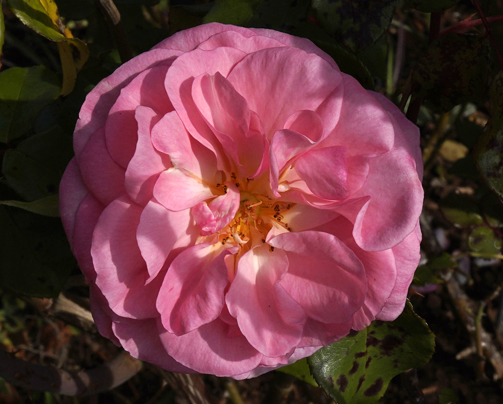 Dark pink vine Rose in sunlight