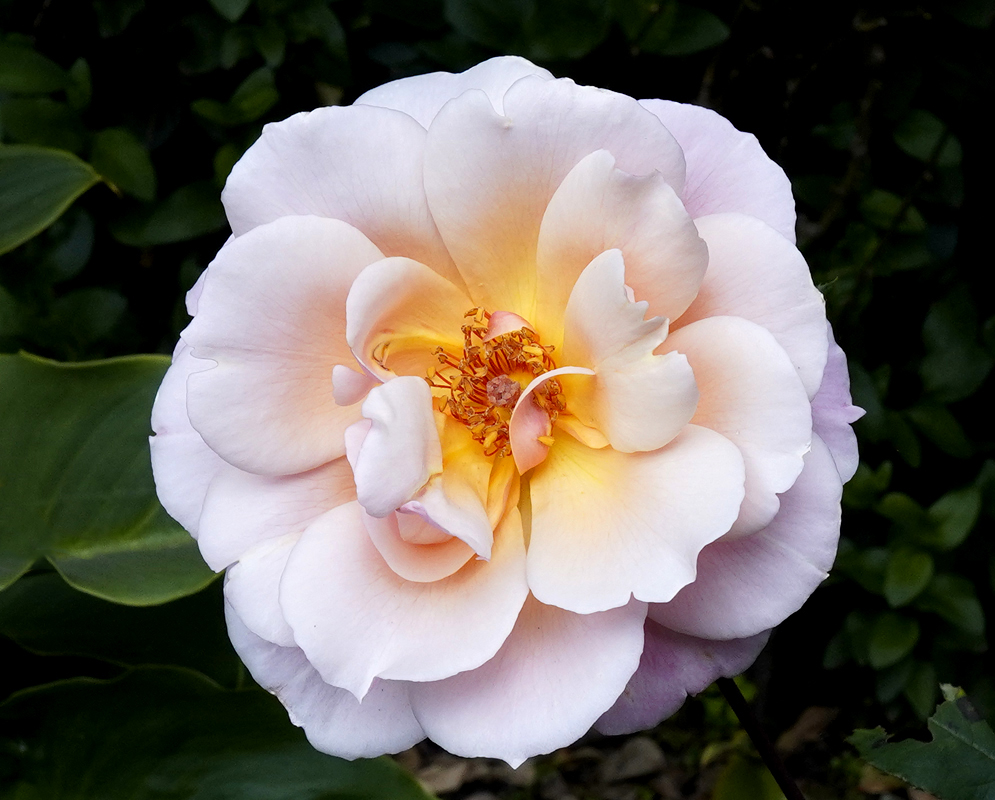 A white rose with pink on the underside and borders of the flower petals