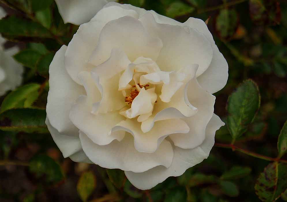A white rose flower with reddish stamens