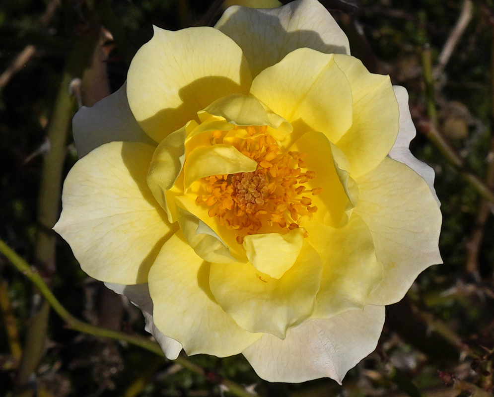 Yellow and peach-color rose with brown anthers in sunlight