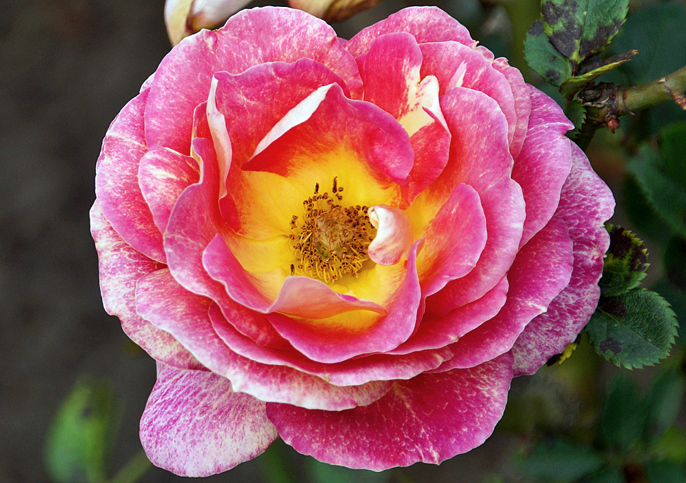 A dark pink and light pink rose with a yellow center