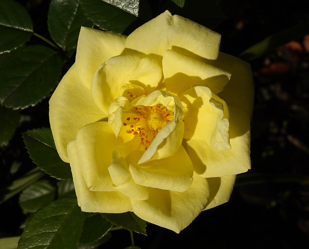 A yellow rose with orange stamens in sunlight