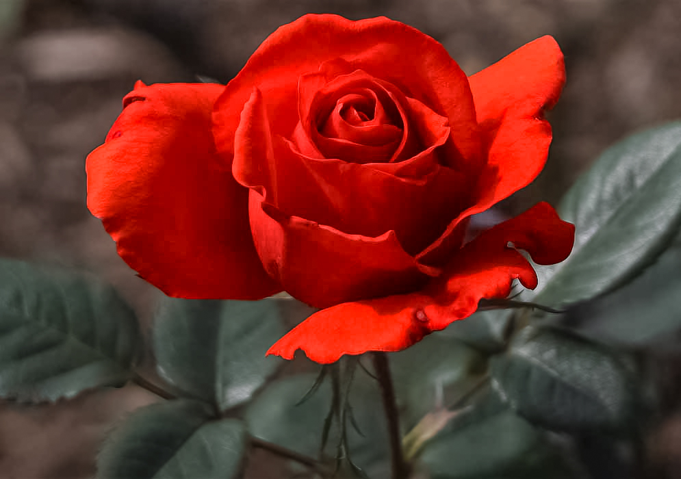 An orange-red rose