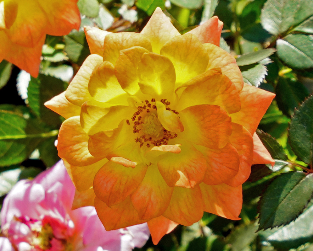 Orange with yellow hybrid tea rose in sunlight