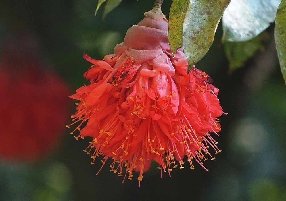 A hanging Brownea grandiceps inflorescence with bright orange flowers and yellow anthers