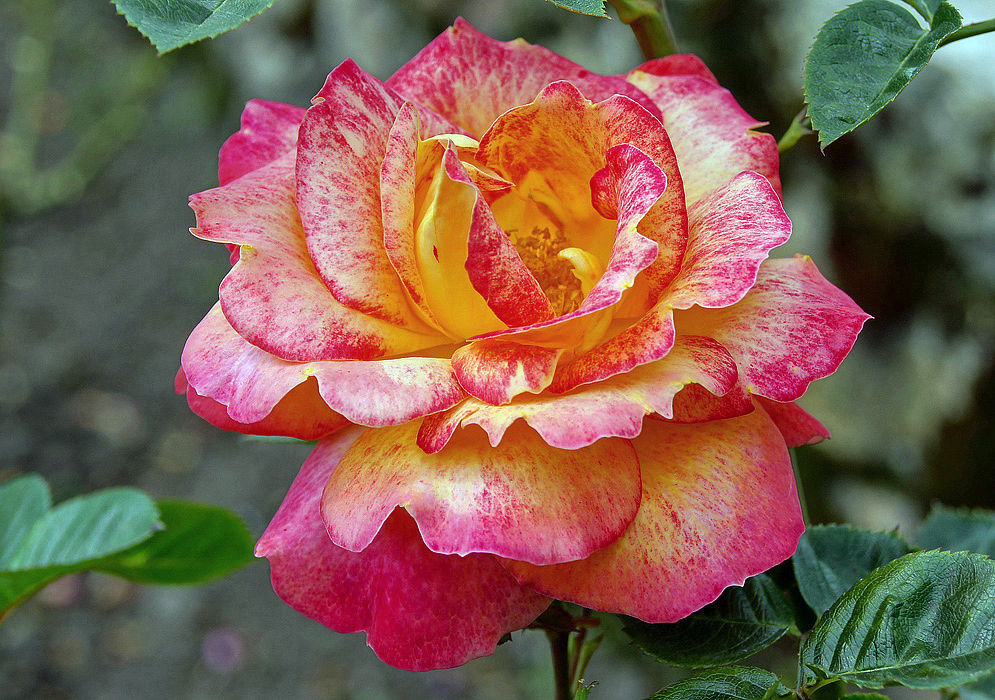 A rosa flower with combinations of pink, rose and  yellow colors