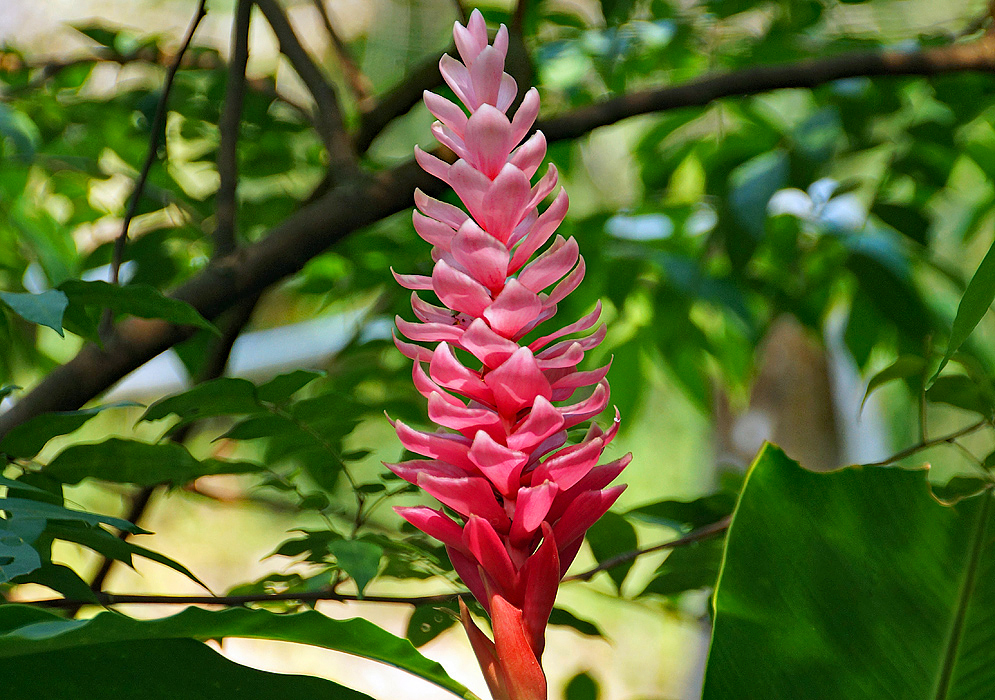 A beautiful straight upright pink inflorescence in soft sunlight