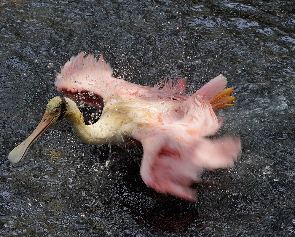 A Platalea ajaja bathing in water with its wet plumage and posture visible