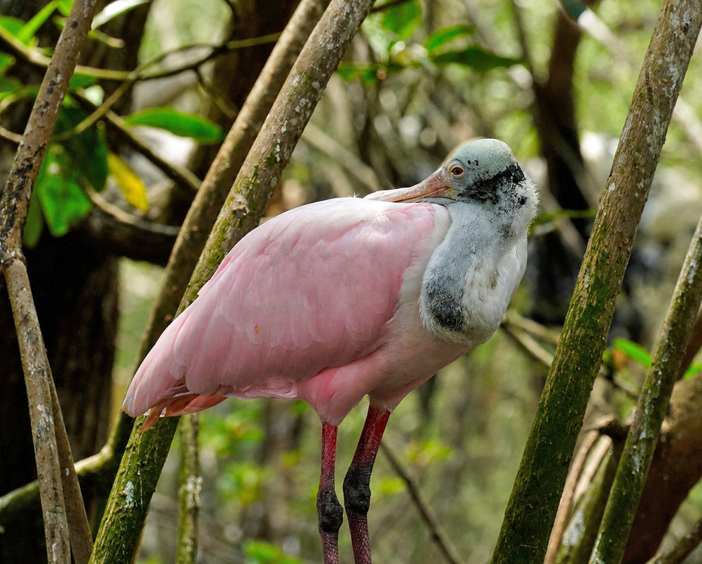 Platalea ajaja Roseate Spoonbill A Platalea ajaja shown as the roseate spoonbill in a clear view with its characteristic plumage visible