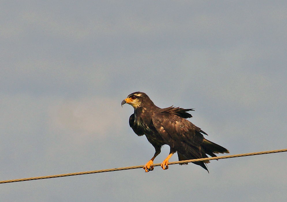Snail-Kite standing on a wire