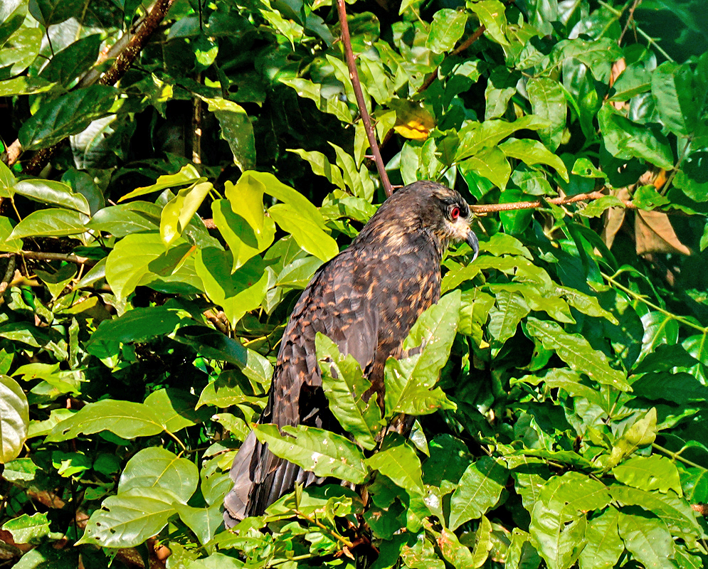 A brown Rostrhamus sociabilis with a red eye in a tree