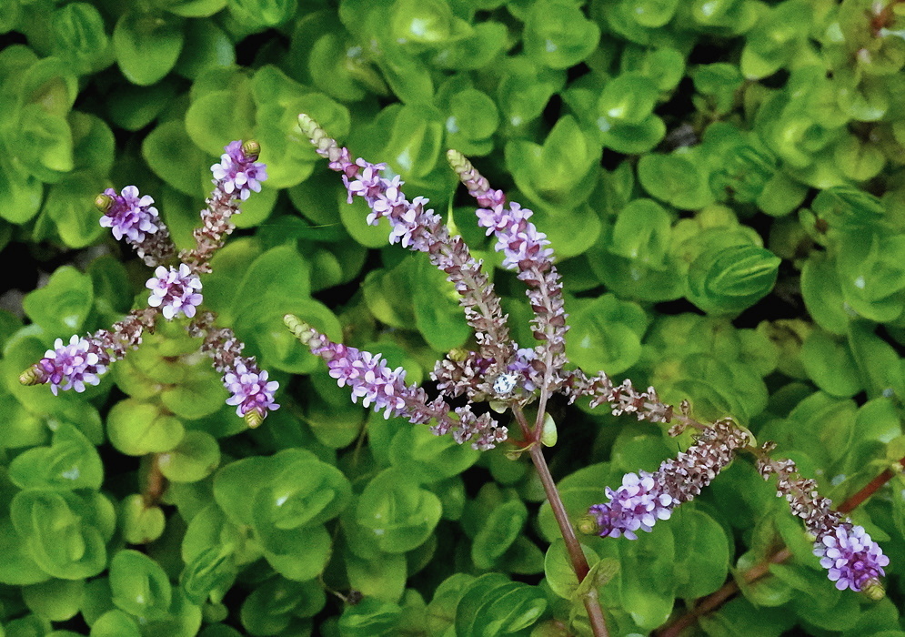 Rotala rotundifolia slender spikes of tiny pink flowers above dense rounded green wetland leaves