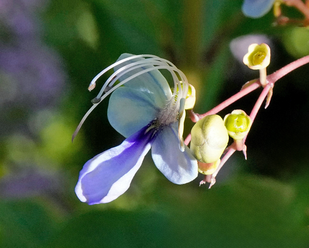 Side view of a Rotheca myricoides flower showing arching stamens, pale blue petals, and unopened green buds against a soft background