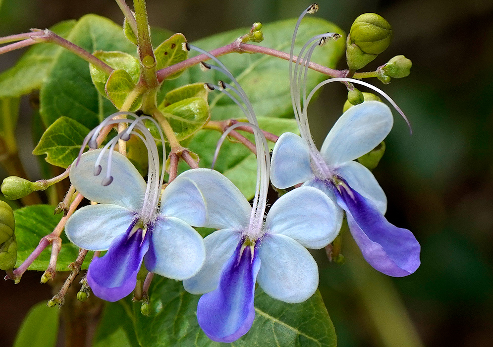 Rotheca myricoides purple and white flowers