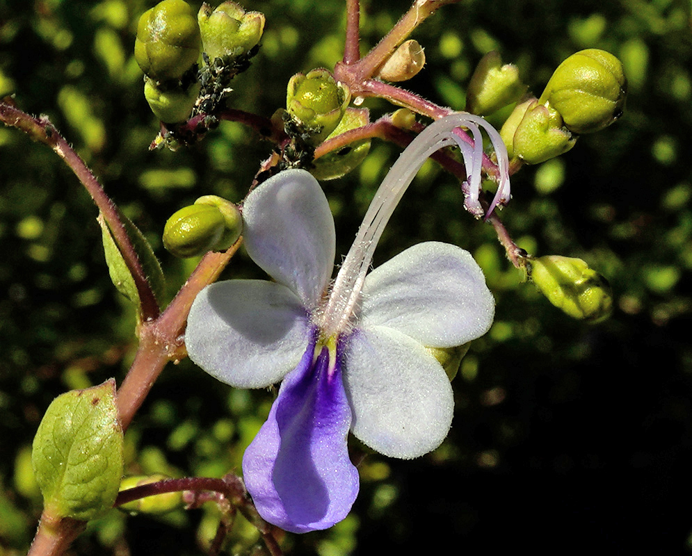 Single Rotheca myricoides flower with curved violet stamens and delicate white and lavender petals emerging from reddish stems and green buds