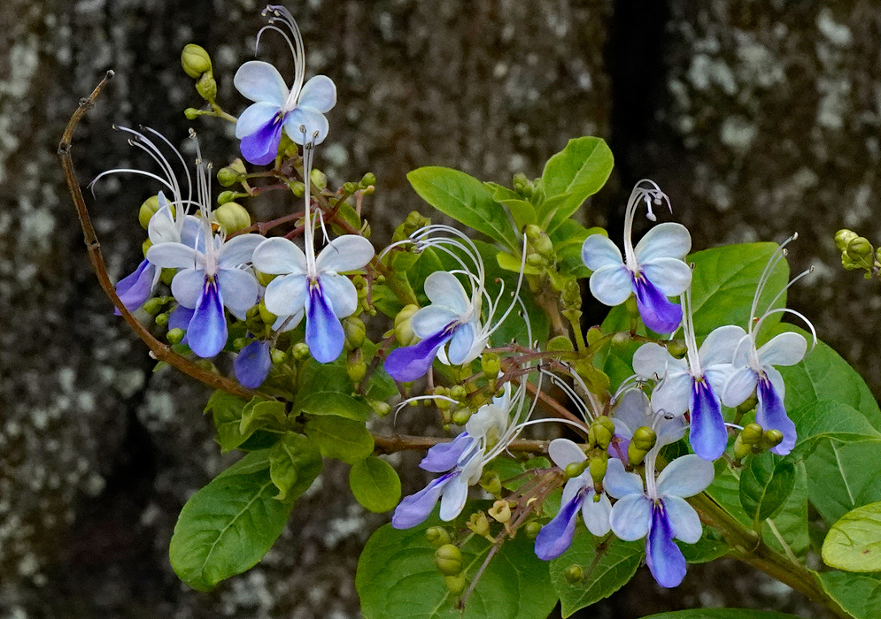 Delicate Rotheca myricoides flowers with light blue petals and deep violet lower lobes, long white stamens curving upward, blooming on a leafy green shrub against a tree trunk background