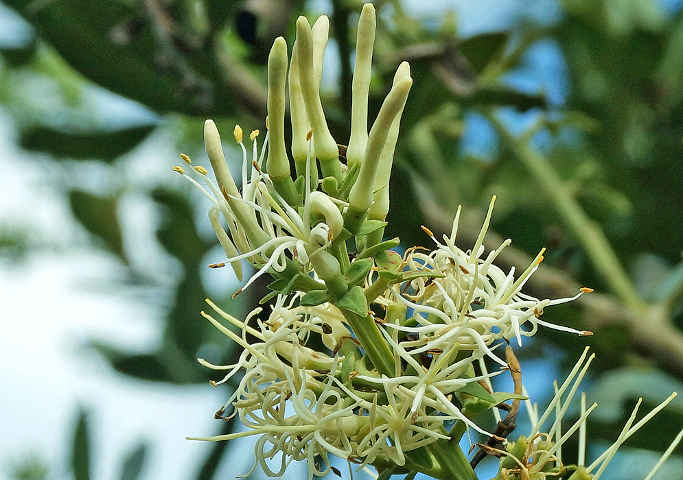 A Roupala montana inflorescence with white flower and yellow anthers and narrow greenish-white flower buds