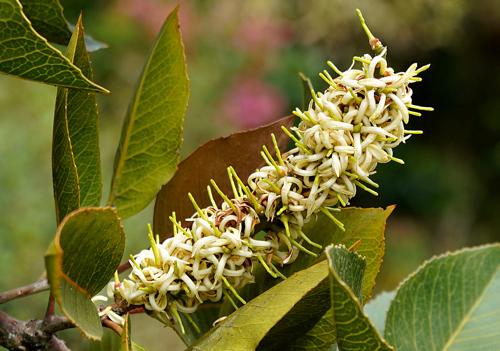 Roupala montana inflorescence with white flowers and green pistals