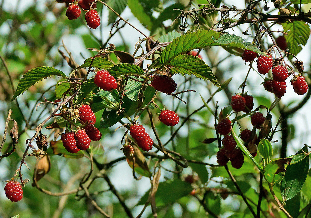 Red Rubus glaucus berries on a bush