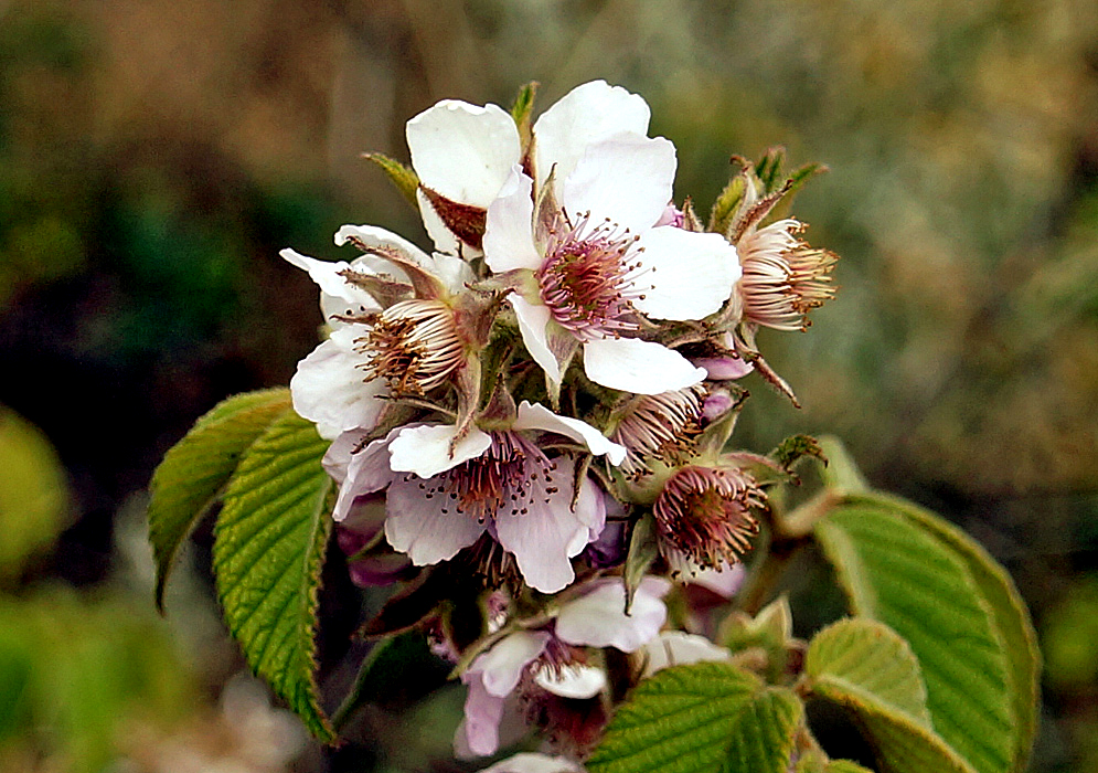 A cluster of white Rubus flowers with traces of pink and pink filaments