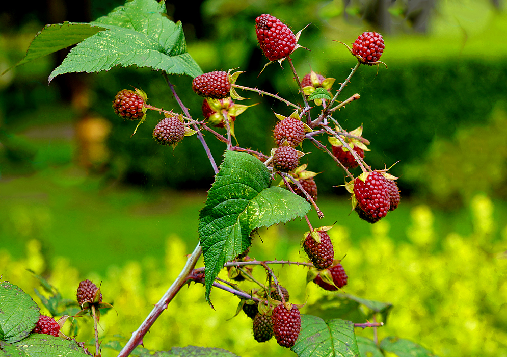 A Rubus glaucus branch with dark red berries