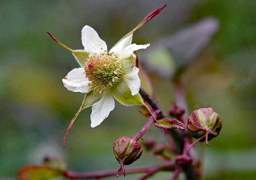 A white Rubus glaucus flower with green and red filaments and white anthers