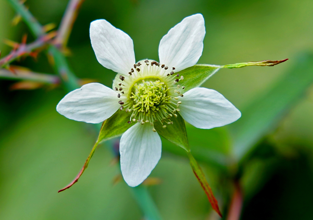 A five-petal white Rubus glaucus flower with green filaments and brown anthers