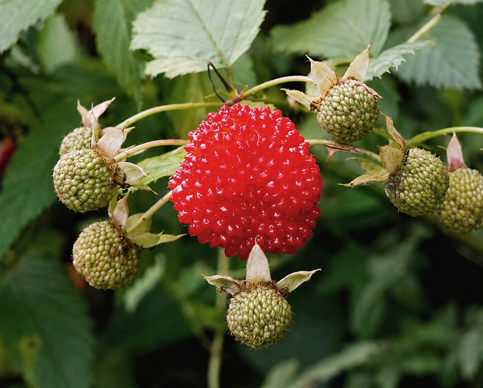 Rubus hirsutus bright red aggregate fruit surrounded by green unripe fruits and toothed leaves