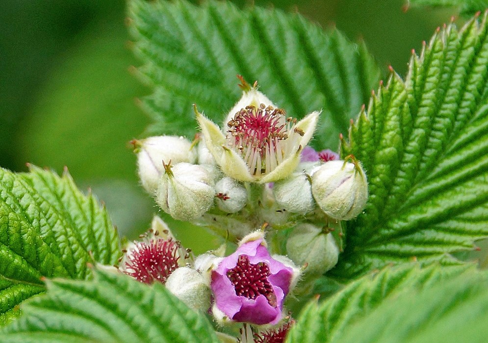 A cluster of Rubus niveus flowers with pink petals, red filaments and cream-color sepals